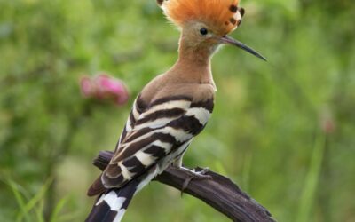 The Hoopoe