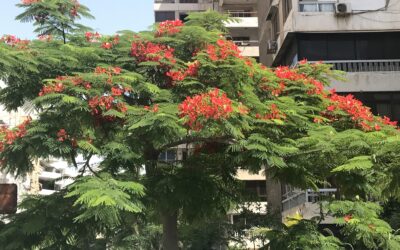 The Flamboyant Tree